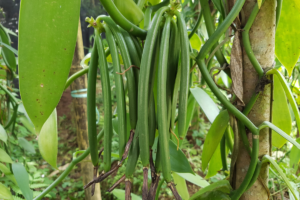 fournisseur de vanille de qualité de madagascar