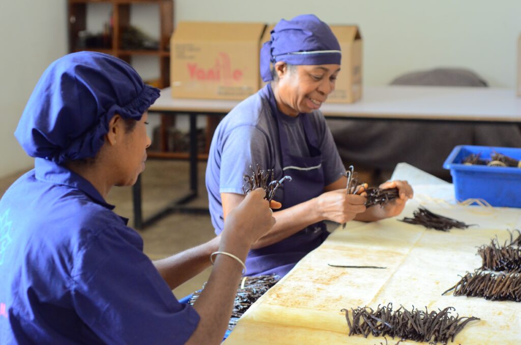 calibrage etape crucial pour préparation de la vanille après récolte eng: preparation of vanilla after harvest