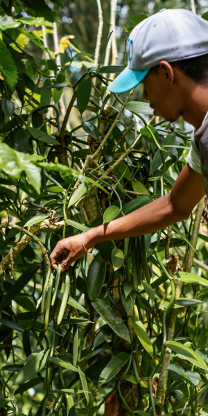 la vanille de madagascar, Variety of Madagascar Vanilla