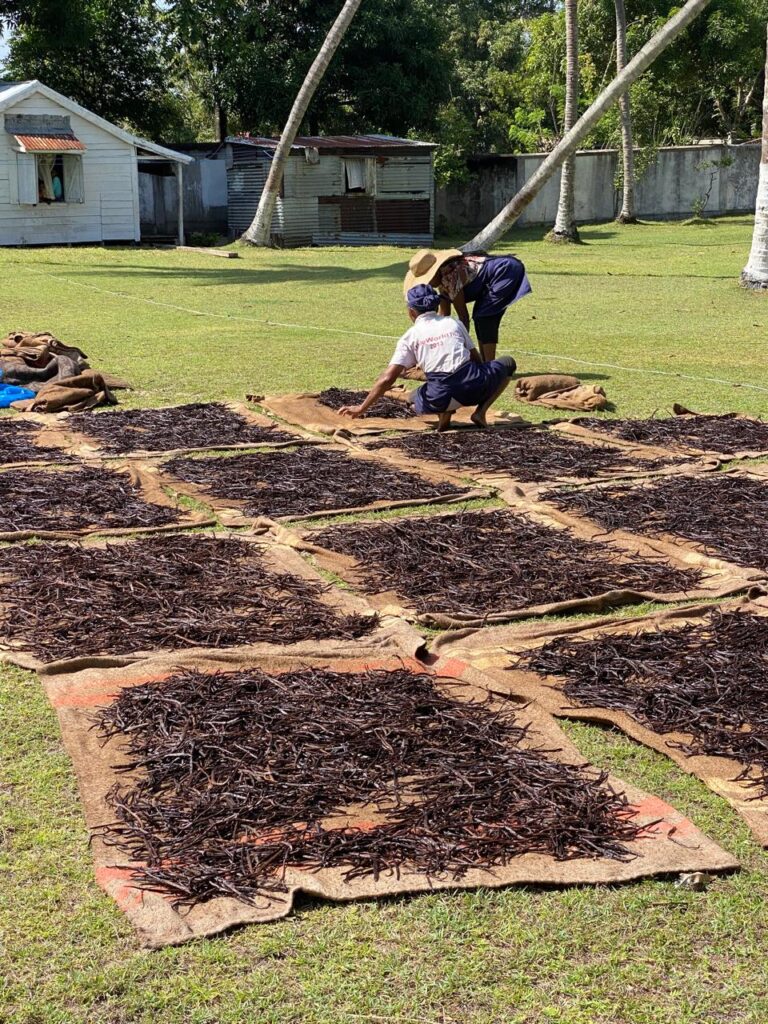 preparation of vanilla after harvest