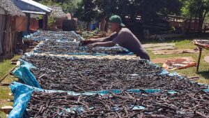 séchage de vanille d'un fournisseur de vanille de qualité de madagascar